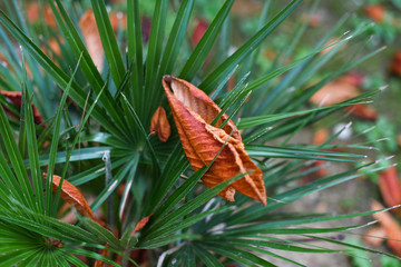 Fototapeta na wymiar Leaves of the chestnut tree