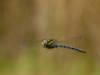 Flying dragonfly - blue hawker (Aeshna cyanea) with blurred background, Czech Republic, PP Na...