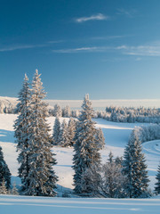 Obraz premium A group of trees covered by fresh snow with blue sky, Giant Mountains, Czech Republic