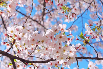 桜の花　ソメイヨシノ