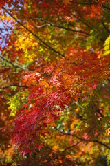 紅葉