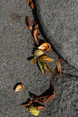 Leaves of the chestnut tree on the asphalt road