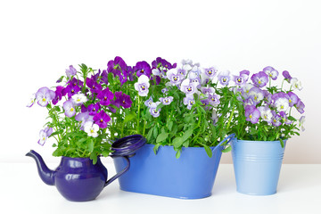 Pansy flowers in shades of lilac, violet and blue in 2 pots and a vintage enamel jug on white background, copy or text space