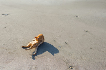 Cute red kitten on the sand of the beach at sunrise on the sea wave background.