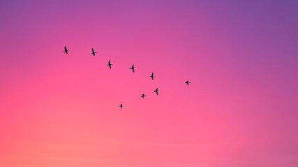 Migratory birds flying in the shape of v on the cloudy sunset sky. Sky and clouds with effect of...
