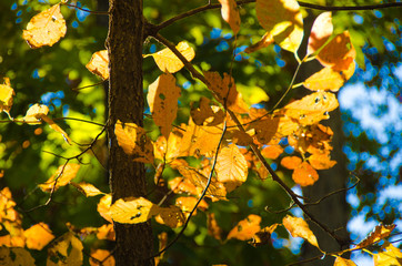 Spectacular Fall Colors