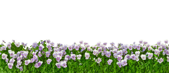 Bordure de plantes de pensée avec des fleurs dans les tons de violet, de lilas et de bleu au format panorama, isolé sur blanc, modèle d& 39 arrière-plan