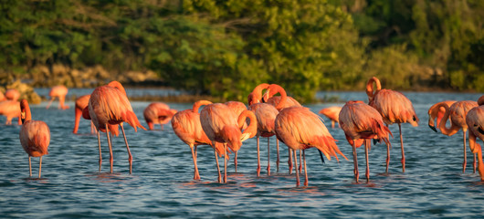 Obraz premium Flamingos at Jan Kok Salt Pan on the Caribbean Island of Curacao