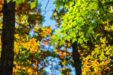 Obraz premium Spectacular Fall Colors