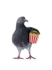 Dove with popcorn