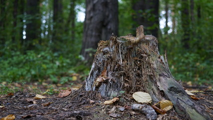 stump in the forest