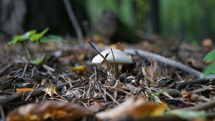 mushrooms in forest