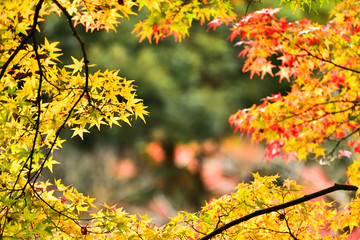 高岡古城公園の紅葉