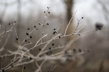 Late autumn background of frozen plants