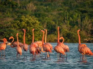 Flamingos at Jan Kok Salt Pan on the Caribbean Island of Curacao
