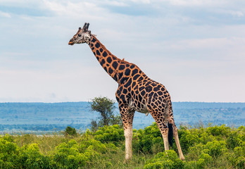 giraffe profile