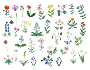 Vector flowers set