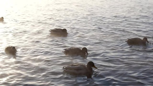 Wild ducks on the river