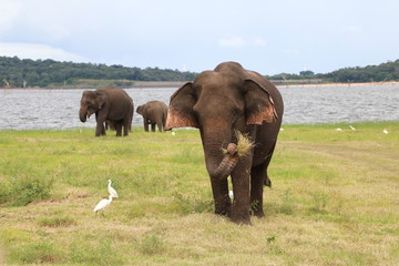 Naklejka na ściany i meble wild elephant picking up some grass and swinging it with its trunk, at Kaudulla National Park, Sri Lanka
