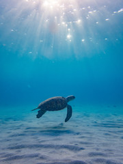 Swimming with Turtles  at Westpunt on the Island of Curacao in the Caribbean
