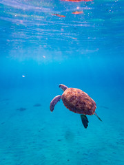 Naklejka na ściany i meble Swimming with Turtles at Westpunt on the Island of Curacao in the Caribbean