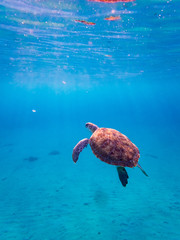 Swimming with Turtles  at Westpunt on the Island of Curacao in the Caribbean