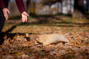 The bobak or steppe marmot in autumn park