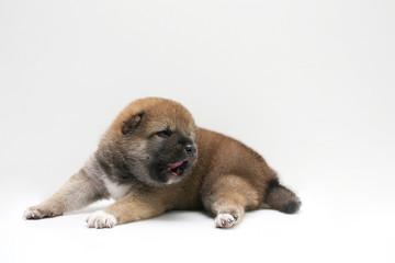 Close-up of a Newborn Shiba Inu puppy. Japanese Shiba Inu dog. Beautiful shiba inu puppy color brown. 19 day old. Puppy on white background. space for text.