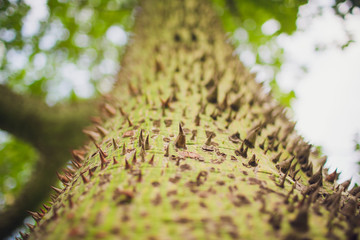 Close up shot an exotic Ravenna tree green trunk covered with brown spikes needles pattern, texture...