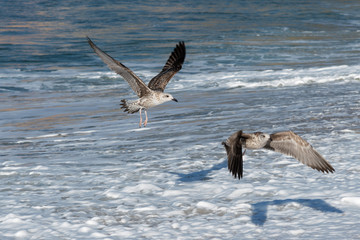 Birds on the beach.