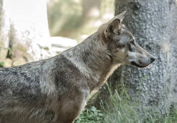 Naklejka premium Wolf in a forest