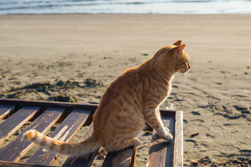 Fluffy red kitten playing on a wooden sunbed on the beach at sunrise.