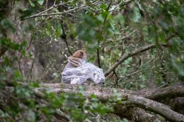 Monkey is trapped in a plastic bag.