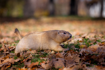 Naklejka na ściany i meble The bobak or steppe marmot in autumn park