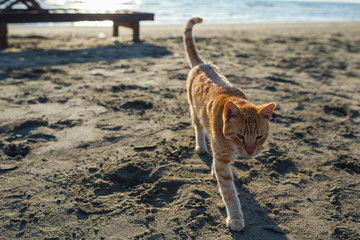 Silhouette of big red cat on the sand on the beach on the sea and small sunbed background