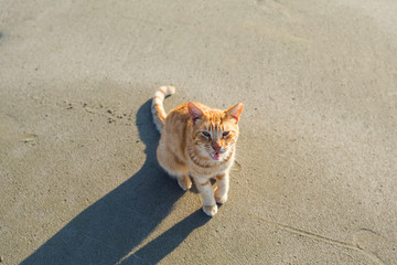Minimal style of funny red kitten with big shadow on the sand on the beach at sunset. Top view