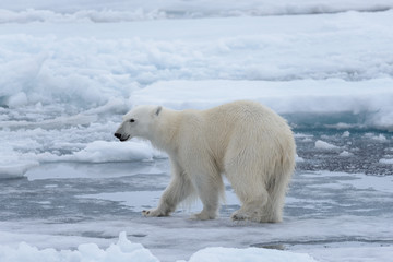 Obraz na płótnie Canvas Wild polar bear on pack ice in Arctic sea close up