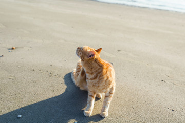 Cute red kitten on the sand of the beach at sunrise 