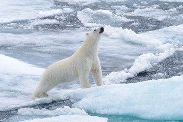 Wild polar bear on pack ice in Arctic sea