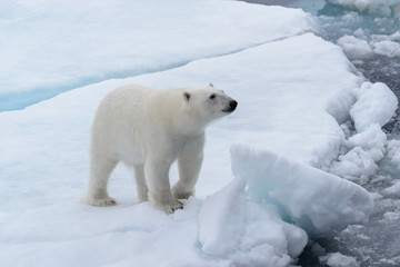 Naklejka na ściany i meble Wild polar bear on pack ice in Arctic sea