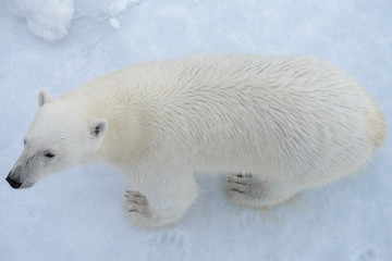 Plakat Wild polar bear on pack ice in Arctic sea from top, aerial view