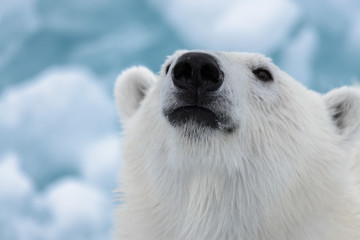 Polar bear's (Ursus maritimus) head close up