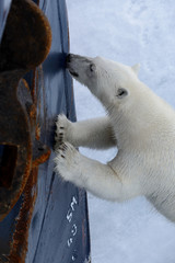 Wild polar bear try to climb to expedition ship in Arctic sea, north of Svalbard
