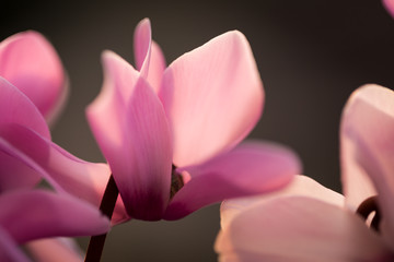 Macro di ciclamino rosa