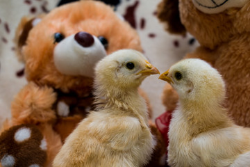 CHICKS AND STUFFED ANIMALS
