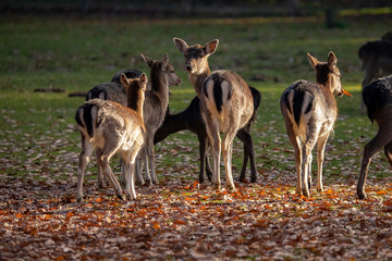 Fallow Deer, Dama dama