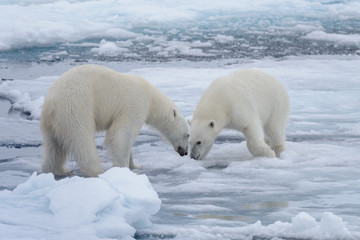 Two young wild polar bears playing on pack ice in Arctic sea