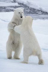 Fototapeta na wymiar Two young wild polar bears playing on pack ice in Arctic sea
