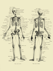 Vintage illustration of anatomy, human complete bone skeletal structure front and back with Italian anatomical descriptions