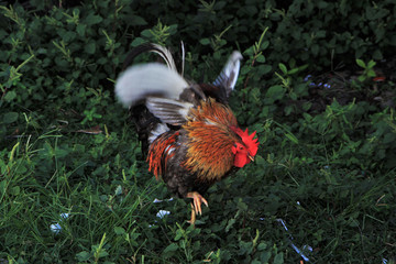 Guadeloupe, le coq de Pointe Noire